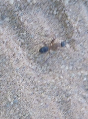 Camponotus barbaricus