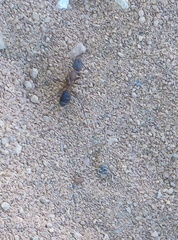 Camponotus barbaricus