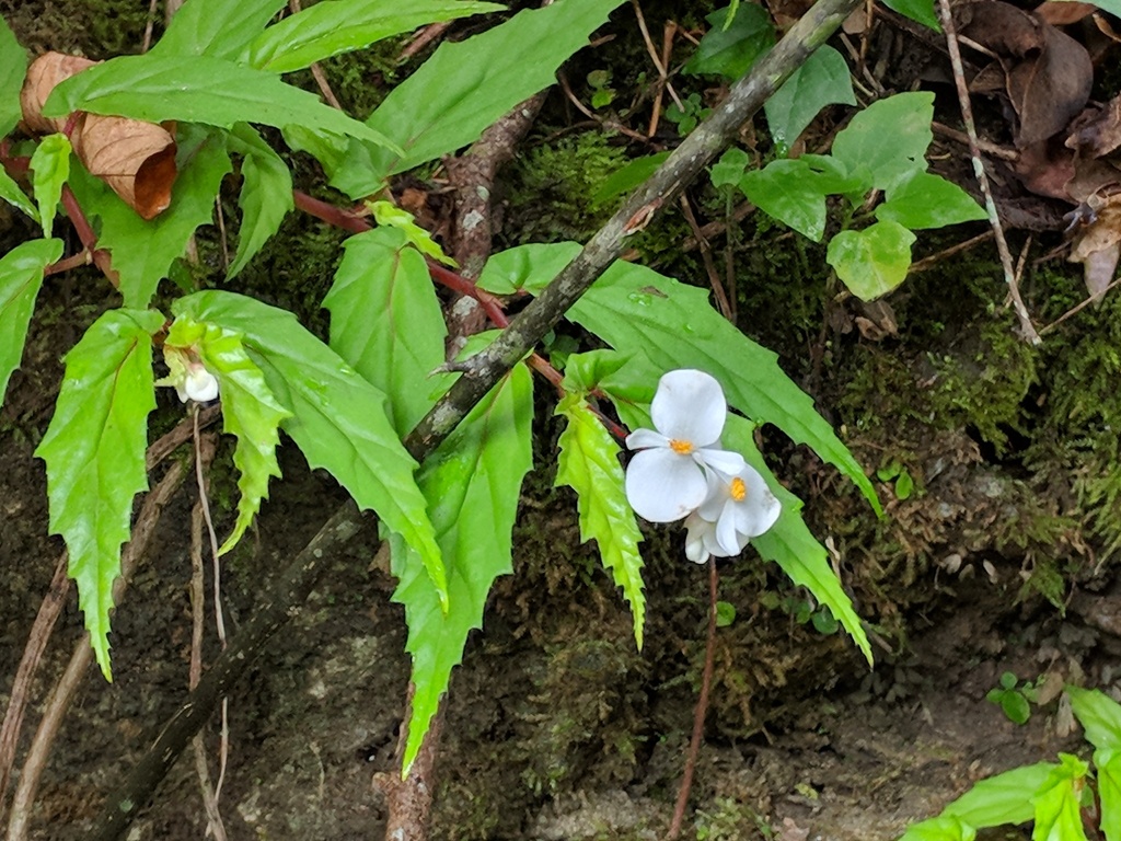 Begonia banaoensis