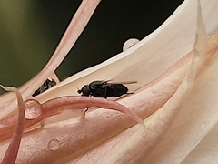 Diptera