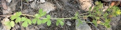Potentilla biennis