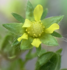 Potentilla biennis