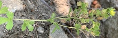 Potentilla biennis
