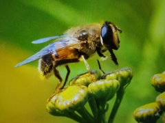 Eristalis tenax
