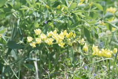 Baptisia bracteata leucophaea