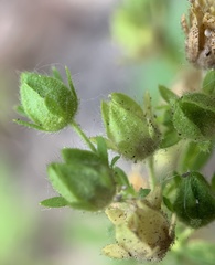Potentilla biennis