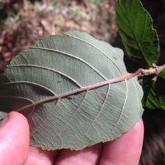 Alnus jorullensis
