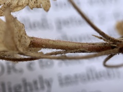 Potentilla biennis