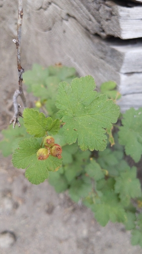 Crater Lake currant (Ribes erythrocarpum)