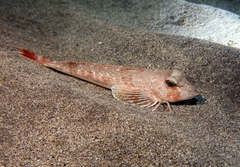 Chelidonichthys obscurus