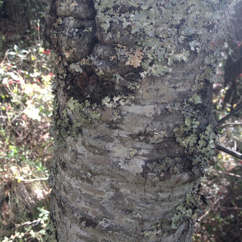 Mexican alder