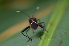 Leptoscelis tricolor