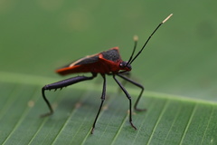 Leptoscelis tricolor