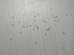 Monomorium carbonarium