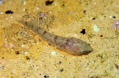 Two-Spotted Clingfish photo 4