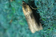 Sciota fumella