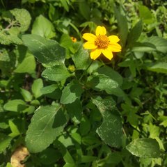 Heliopsis annua