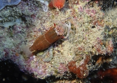 Gnathophyllum elegans