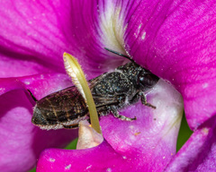 Megachile campanulae