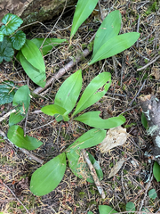 Clintonia uniflora