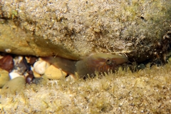 Lepadogaster lepadogaster