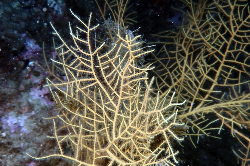 Photo of Warty gorgonian (Leptogorgia sarmentosa)