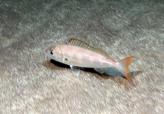 Pagellus acarne