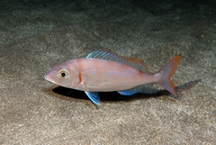 Pagellus erythrinus