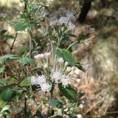 Ageratina glabrata