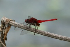 Erythemis mithroides