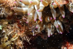 Periclimenes aegylios