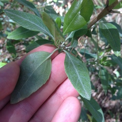 Ageratina glabrata