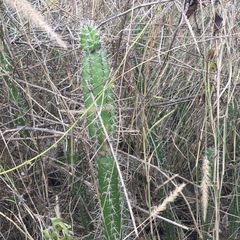 Armatocereus cartwrightianus