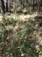 Ageratina glabrata