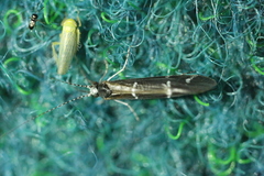 Cicadula placida