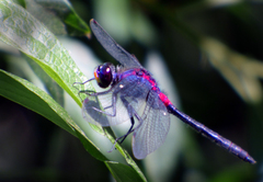 Leucorrhinia glacialis