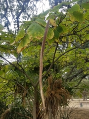 Magnoliopsida