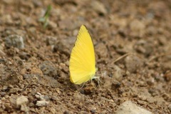 Pyrisitia dina