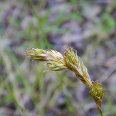 Carex praticola
