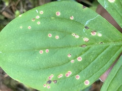 Puccinia porphyrogenita