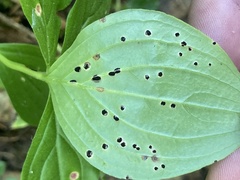 Puccinia porphyrogenita