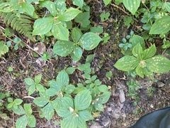 Puccinia porphyrogenita