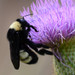 American Bumble Bee - Photo (c) Buddy, some rights reserved (CC BY-NC), uploaded by Buddy