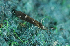 Athripsodes albifrons