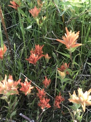 Castilleja gracillima