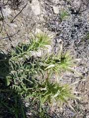 Castilleja sessiliflora
