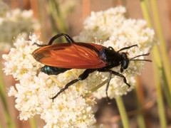 Mydas xanthopterus