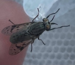 Silvius quadrivittatus