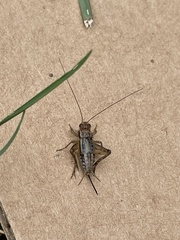 Allonemobius socius