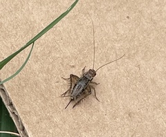 Allonemobius socius